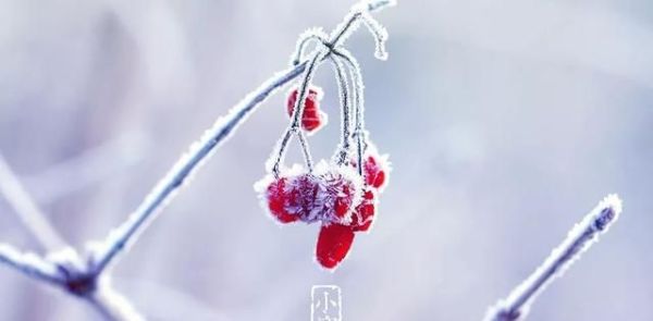 又是一年小寒日，小寒诗词你可知？朋友圈文案有着落了