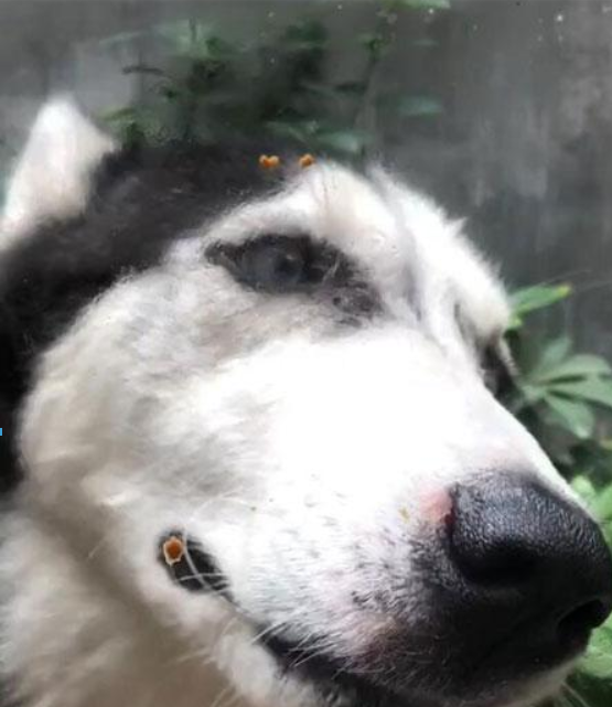 抖音狗舔屏高清动态壁纸什么样？抖音狗舔屏高清动态壁纸详情介绍！