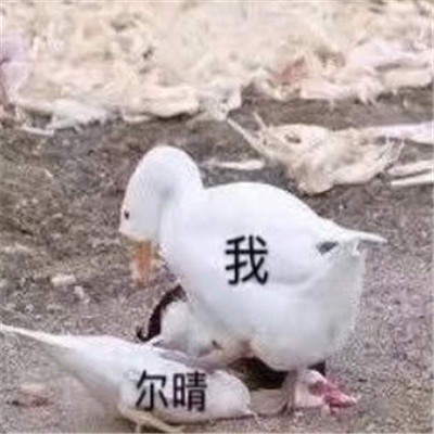【抖音尔晴我劝你善良表情包】全套无水印分享