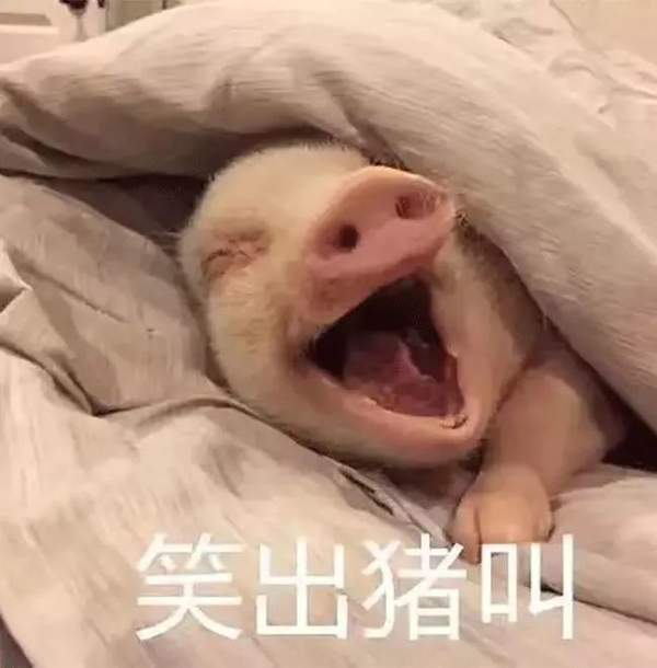 【抖音热门猪圈GIF表情包】全套高清无水印分享