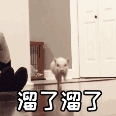 【抖音热门猪圈GIF表情包】全套高清无水印分享