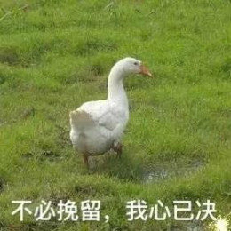 【抖音网红比心鸭子表情包】比心鸭子高清无水印图片分享