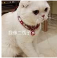 抖音会说话的刘二豆 最火猫咪高清无水印表情包分享!