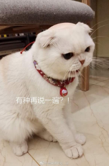 抖音会说话的刘二豆 最火猫咪高清无水印表情包分享!