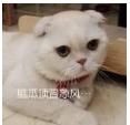 抖音会说话的刘二豆 最火猫咪高清无水印表情包分享!