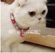 抖音会说话的刘二豆 最火猫咪高清无水印表情包分享!