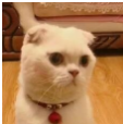 抖音会说话的刘二豆 最火猫咪高清无水印表情包分享!