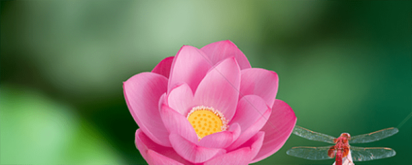 朋友圈晒花的心情短语 朋友圈晒花的心情短语有哪些