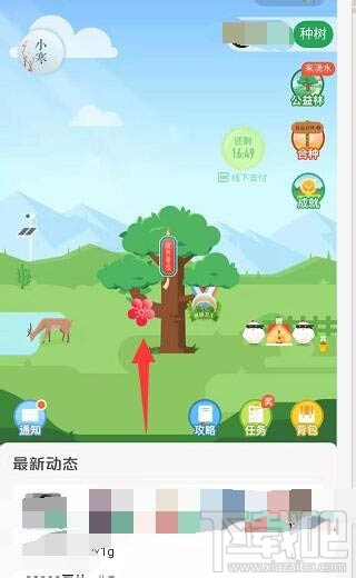 支付宝蚂蚁森林梅花挂件怎么领取？