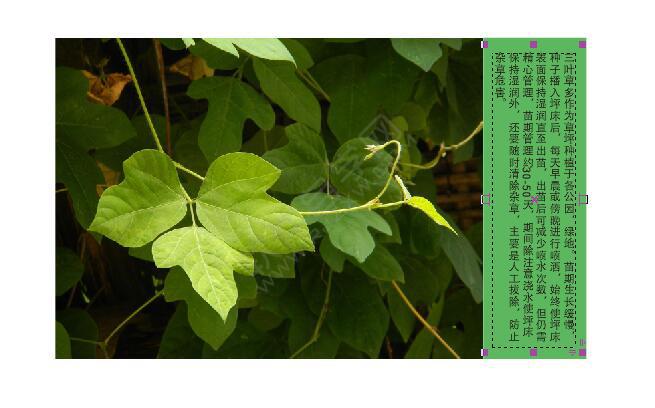 cdr图文设计和排版技巧