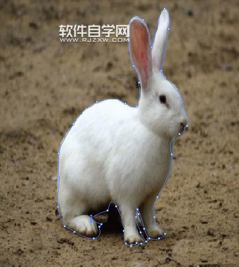 ai怎么绘制兔子剪影