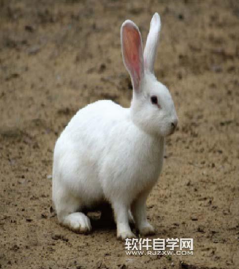 ai怎么绘制兔子剪影