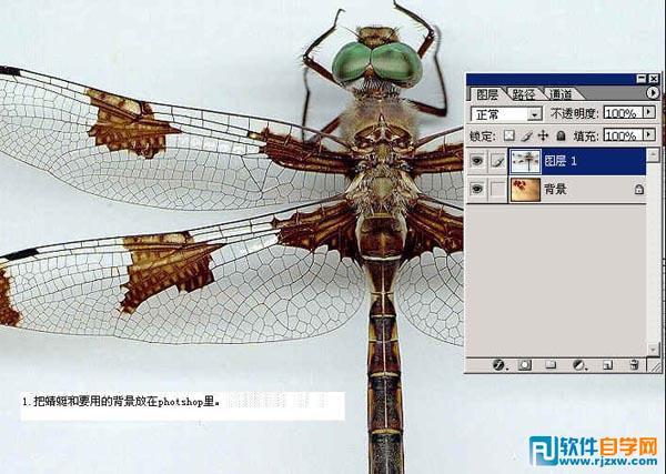 怎样用ps换背景颜色
