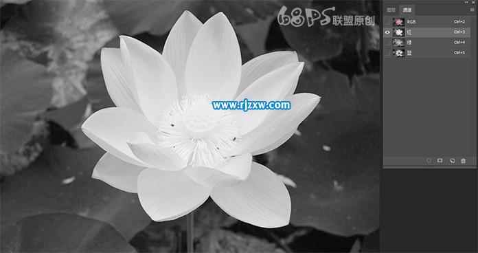 用PS曲线快速抠出荷花